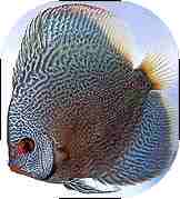 Blue Snakeskin Discus Fish - 2.5 inch